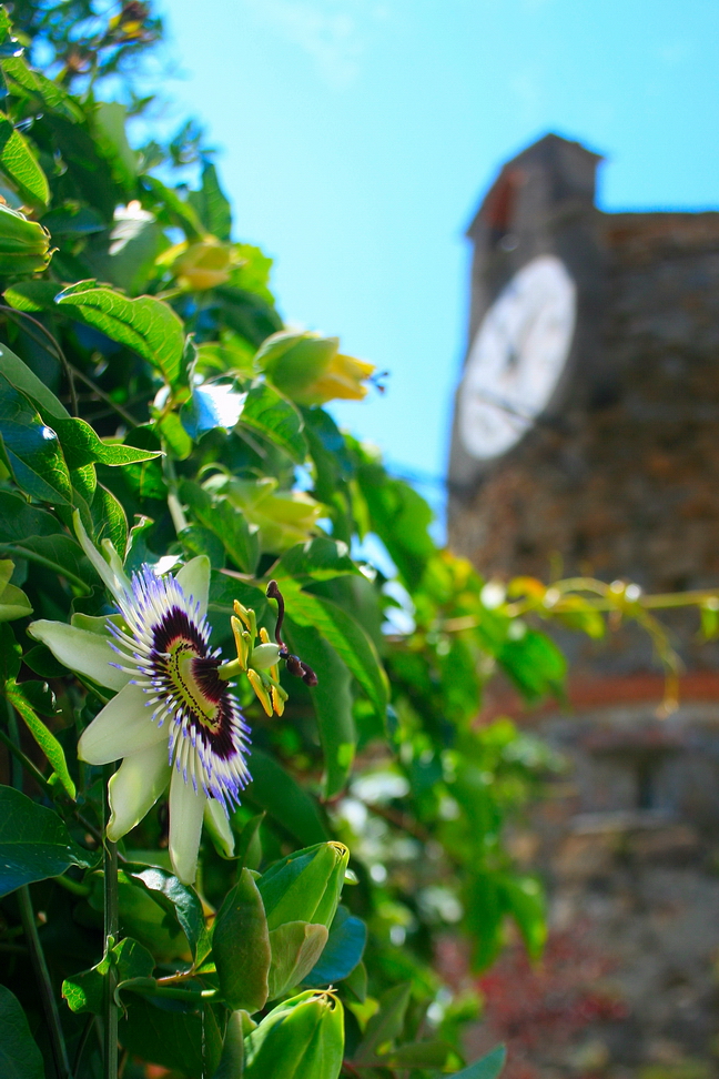 Il fiore ed il castello.JPG